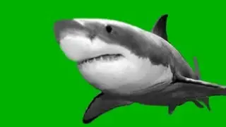Great White Shark close up   green screen-animation