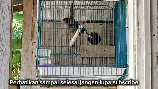 BUDIDAYA  JALAK KEBO KANDANG MINIMALIS