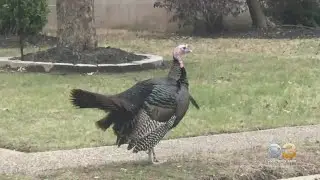 Haddon Heights Residents Mourning Loss Of Beloved Turkey