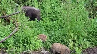 Wildschweine in den Binger Kribben 1B7A5897