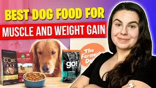 Top Dog Food to Gain Weight and Muscle (Review For All Dogs)