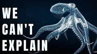 Nothing About the Octopus Belongs on Earth...