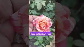 rare collection rose
