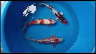 Another bowl of stunning Nisai (Two year Old) Koi Carp at www.carpco.co.uk
