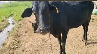 Morikha & biyok farva gya ta