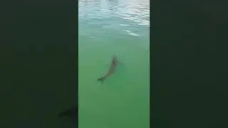 Shark Week Here in Santa Cruz, California