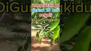 Penyemprotan pohon durian rutin 15 sekali#fyp