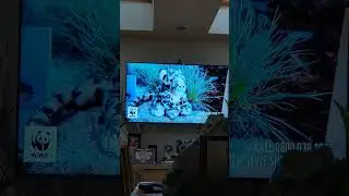 WWF ADOPT A SNOW LEOPARD 2023