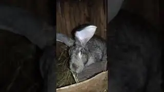 Samica Belga Buduje Gniazdo - Króliki