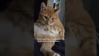 Orange Cat Thinking Really Hard 🤔 #cats #mystery #treat #orangecat #catvideos #braintest