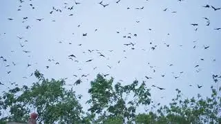BATS EVERYWHERE!!! Kumasi During Sunset - Ghana - Africa