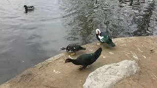 rocket struggles to eat a big chunk of fish