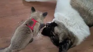 Clean Feet, Happy Dog: El Chapo's Toe-Licking Affection While Israel Plays Solo!