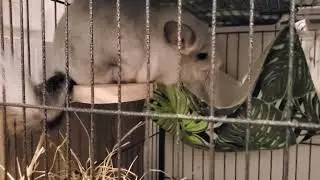 Chinchilla barking