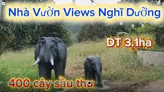 Cần Tiền Gấp Bán GẤP Nhà Vườn Views Nghĩ Dưỡng sẵn nguồn thu, DT3.1 ha .tặng 2mẹ con voi