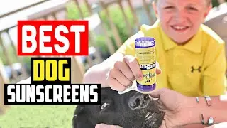 ✅Top 5 Best Dog Sunscreens in 2025