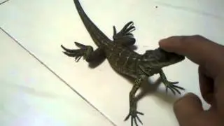 Hydrosaurus amboinensis