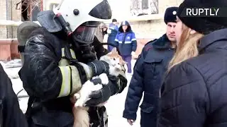 Firefighters Perform CPR on Cat in Heart-Stopping Footage