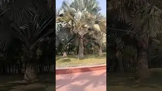bismark palm in janeshwer park #palmtree #bismarkpalm #palm #janeshwerpark ytstudio #viralvideo