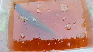 Arowana grooming