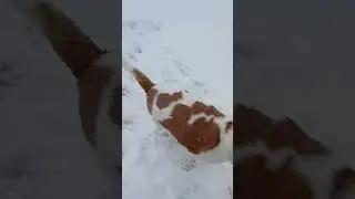 unexpected snow squall #youtube #subscribe #doggielife #cutedog #shortsfeed #shorts