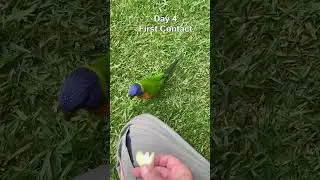 The Taming of Young Rainbow Lorikeet (sneak peek).