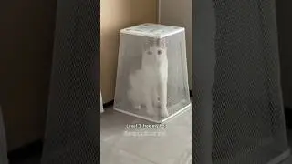 Cats being awkward 😸 (pt. 2)