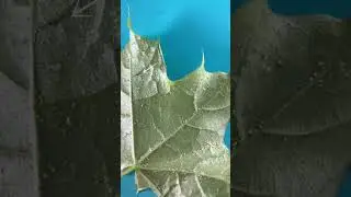 Plant mites under the microscope #biology #microscope #microscopy #mites #acaros #biologist #shorts