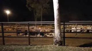 Peternakan Sapi di Australia