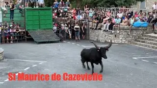 Encierro ➡️ St Maurice de Cazevielle 🇫🇷 28/06/24 manade Conti 😉 #bousalcarrer #taureau