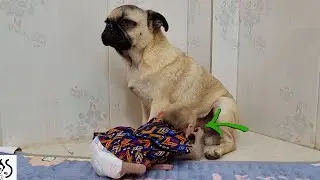 PUG dog Private Place He Knee And Smell To check Repeatedly