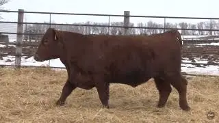 2023 Karsky Tag 129J