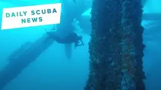Daily Scuba News - Oil Rigs and Reefs