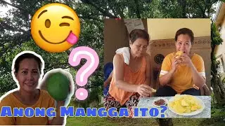 Anong Mangga ito? ang laki at matamis / AyalaWestgrove