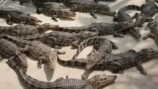 Whispers of the Wild: Mesmerizing - Tortoise , Snake , Chameleon , Crocodile | Animal Sound Art |