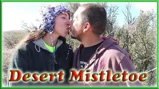 Native Plants and Animals- Desert Mistletoe