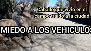 CABALLO TRAIDO DEL CAMPO A LA CIUDAD CON MIEDO A LOS VEHICULOS