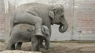 Funny, Cute Baby Elephant. Pure Comedy 🤣Compilation