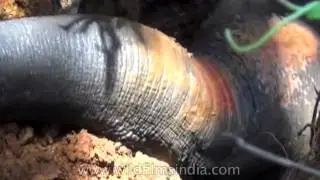 Baby elephant rescue in Kerala : spectacular operation!