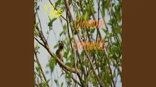 L'oca selvatica