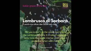 Lambrusco di Sorbara