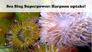 The Ocean's Menagerie: Sea slugs in tidepools!