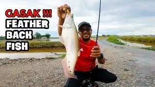 Gasak FeatherBack Fish | Belida Bintik - EP422