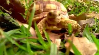 My 2 little babies (African Sulcata Tortoise) in the wild (二).