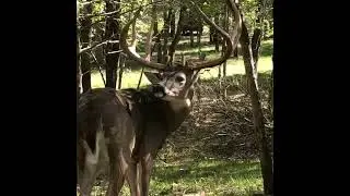 Is that an 8 ?? #deerhunter #hunting #wildlife #deerhunting #deerhunt #nature
