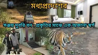 বাঘ দেখার রোমাঞ্চ: Sanjay Dubri ভ্রমণের সেরা টিপস| অরণ্যের ডাক!