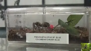 Colombian Dwarf Blue Tarantula Catches and Eats a Cricket (Spider Feeding)