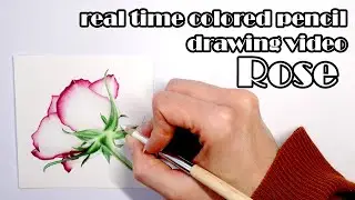 Real time colored pencil drawing - Rose