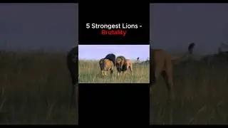 5 Strongest Lions Brutality #lion #lions #lionking #animals #nature