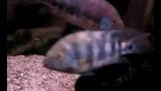 Chuco en melanurus